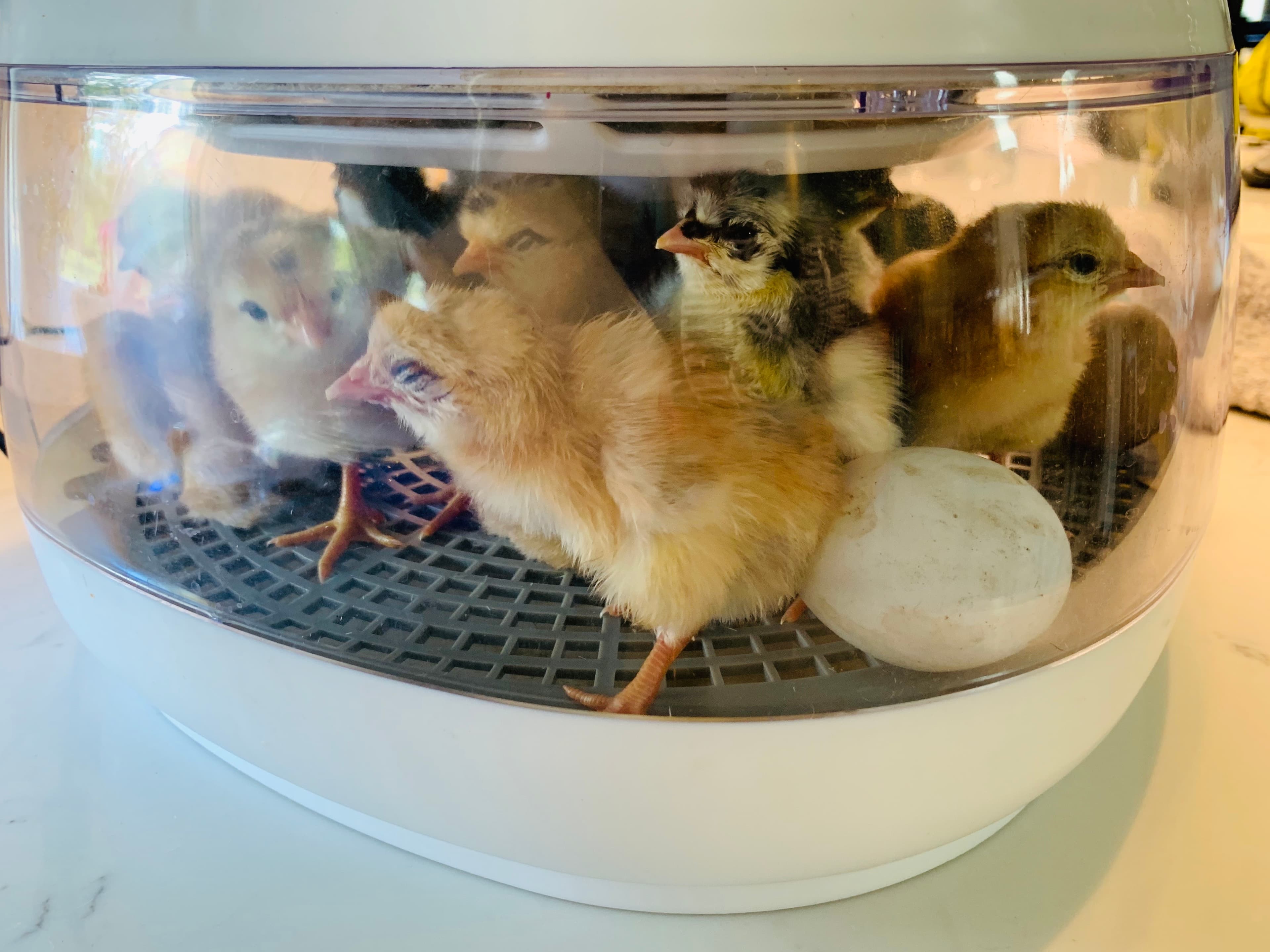 Chicks hatching in the incubator