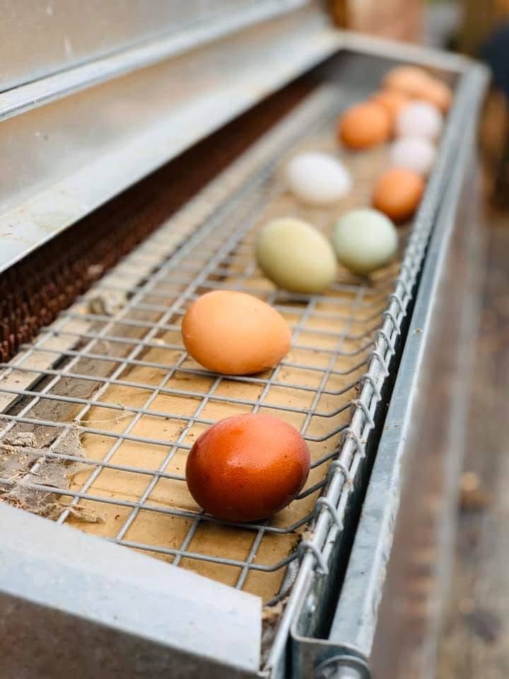 Farm eggs lined up on the wire conveyor