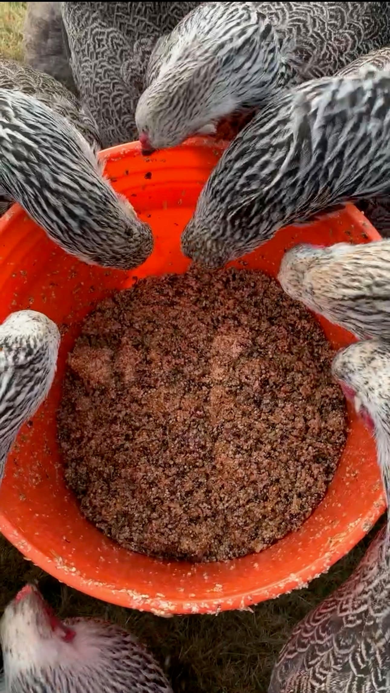 Hens eating together from a red feeder