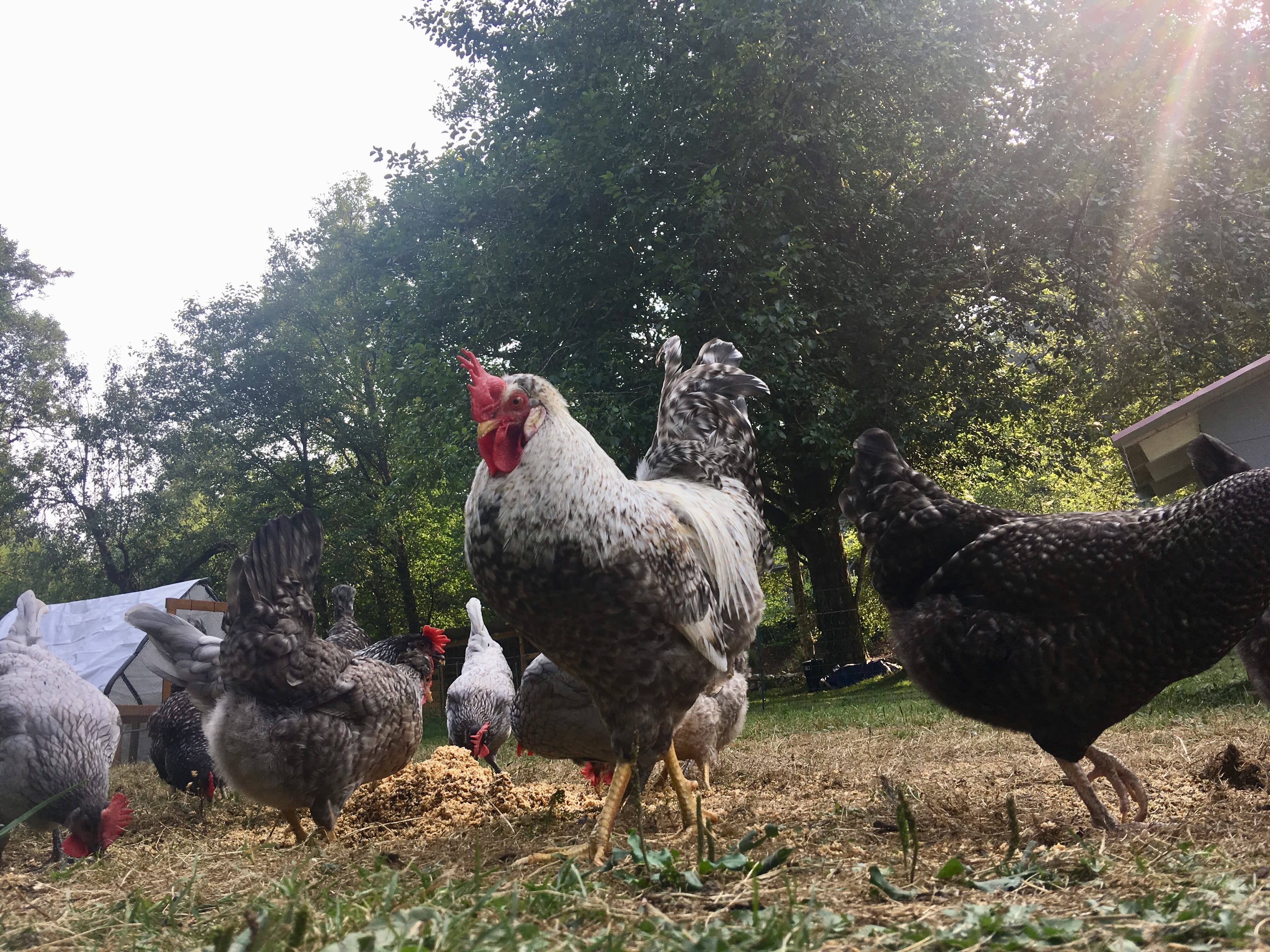 The laying flock spread out in the sunlit yard