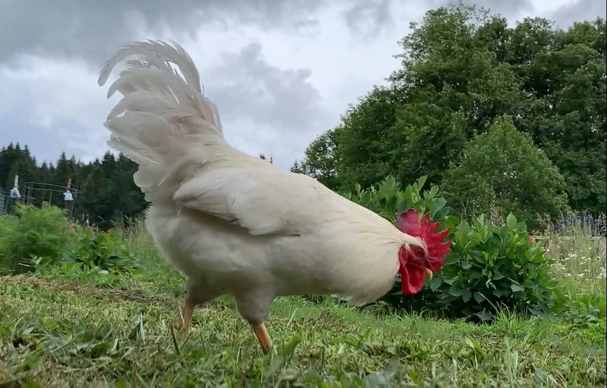 A white rooster standing tall in the grassy yard