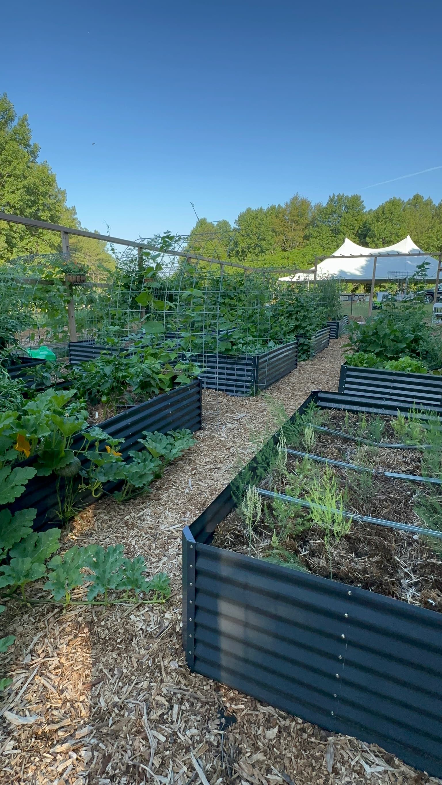 Garden beds and the tent at Forevermore Farm