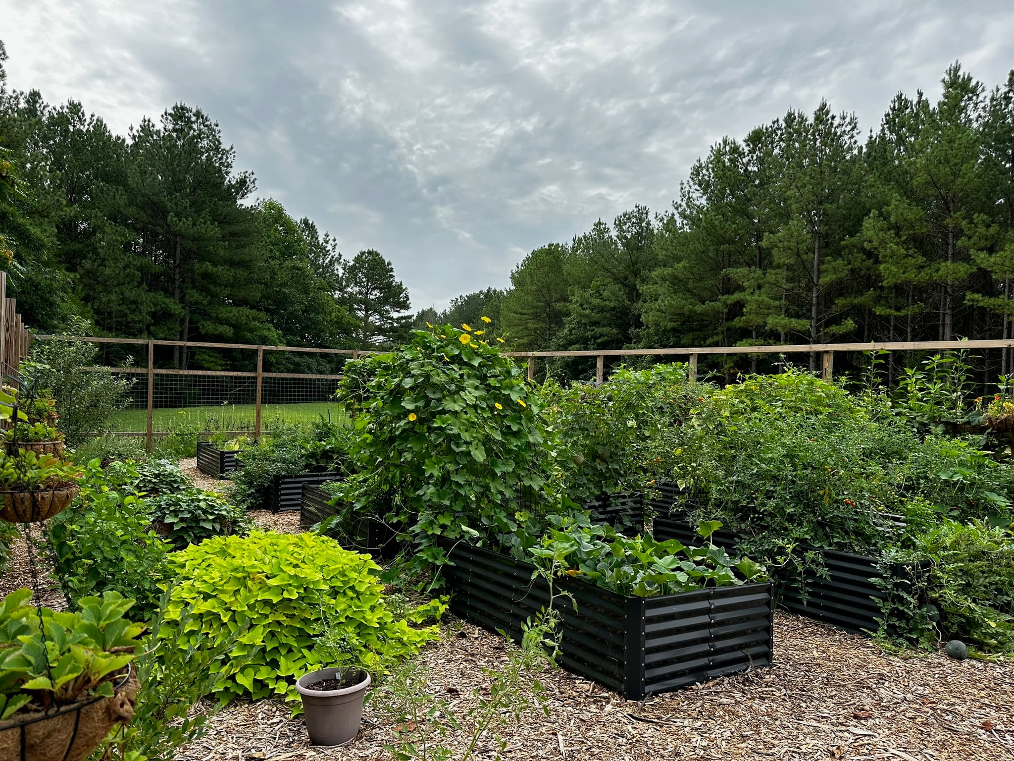 The straw bale garden at Forevermore Farm in summer