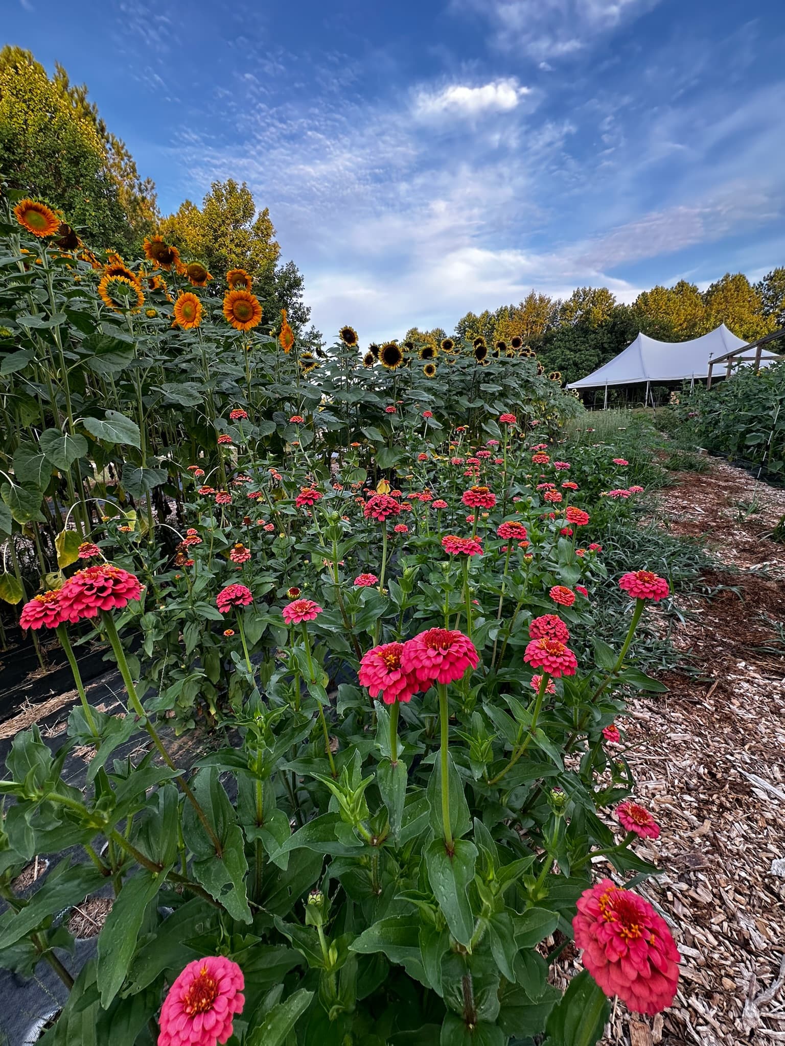 Sunflowers and zinnias near the tent at Forevermore Farm