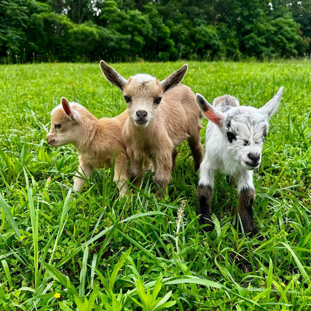 Three Nigerian Dwarf baby goats in summer grass