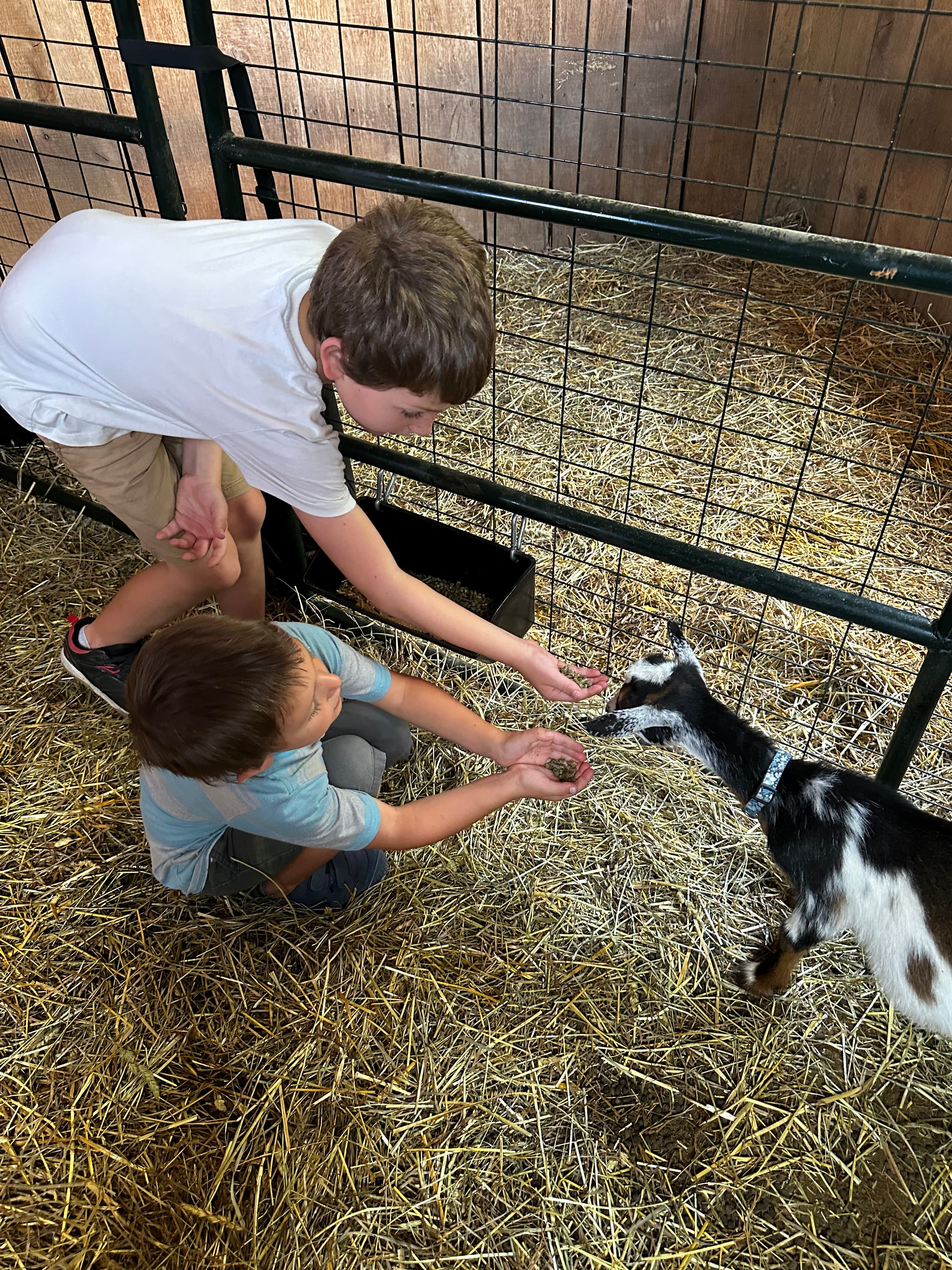 Children petting a goat kid in the stall