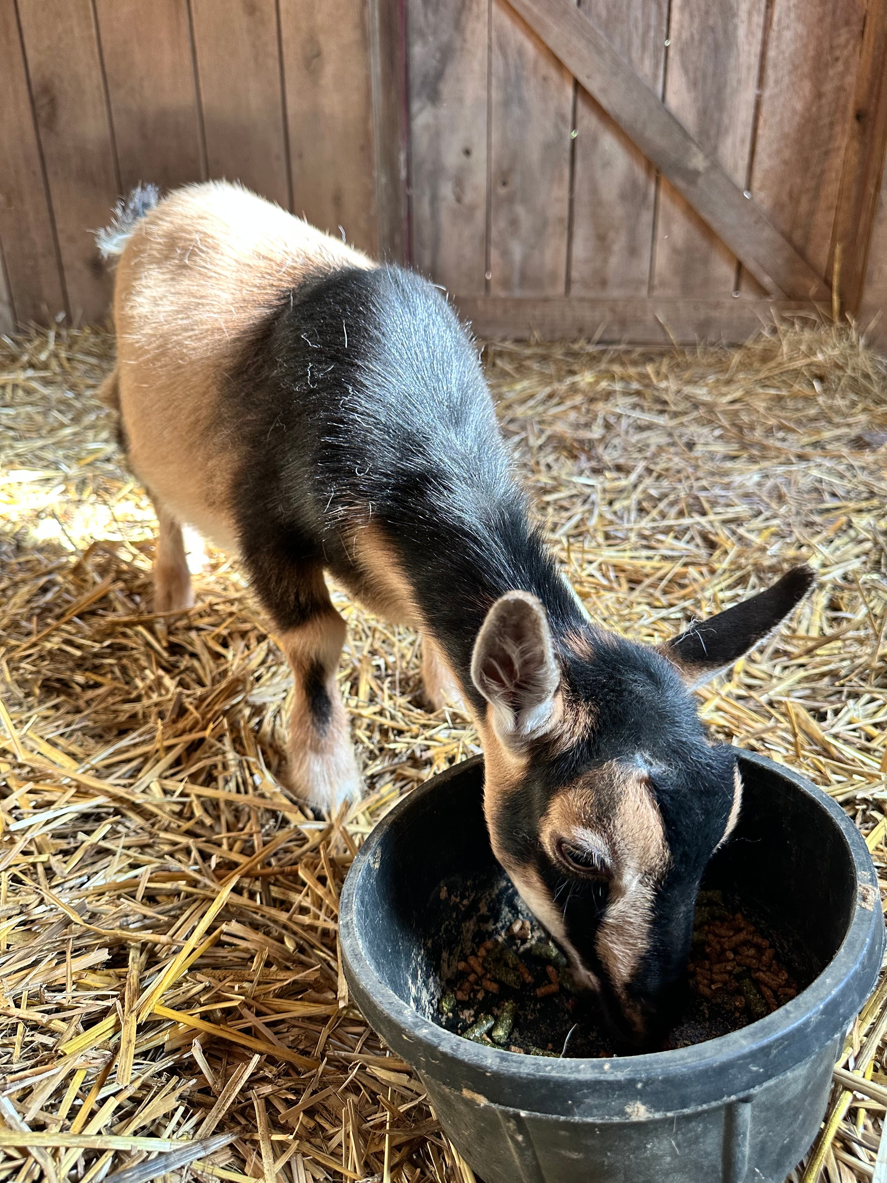 A goat kid eating from a bucket feeder