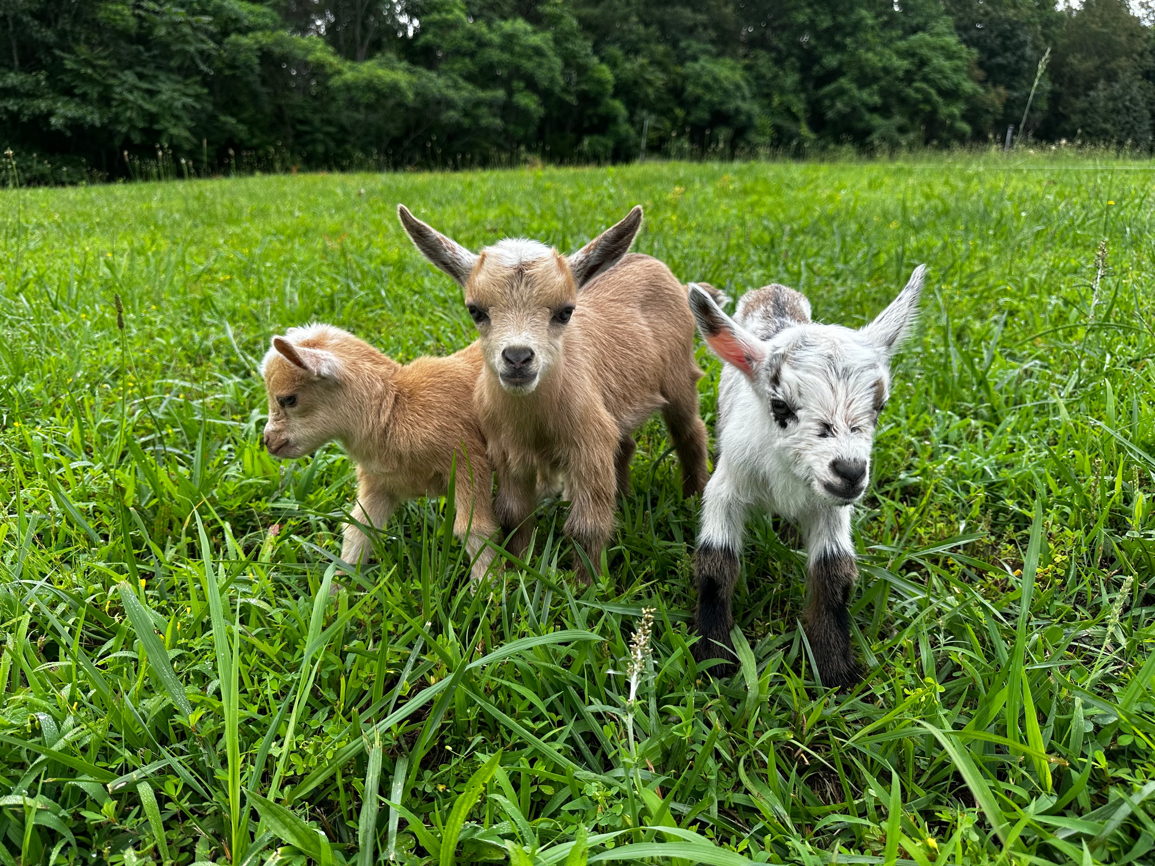 Nigerian Dwarf goat kids out in the pasture