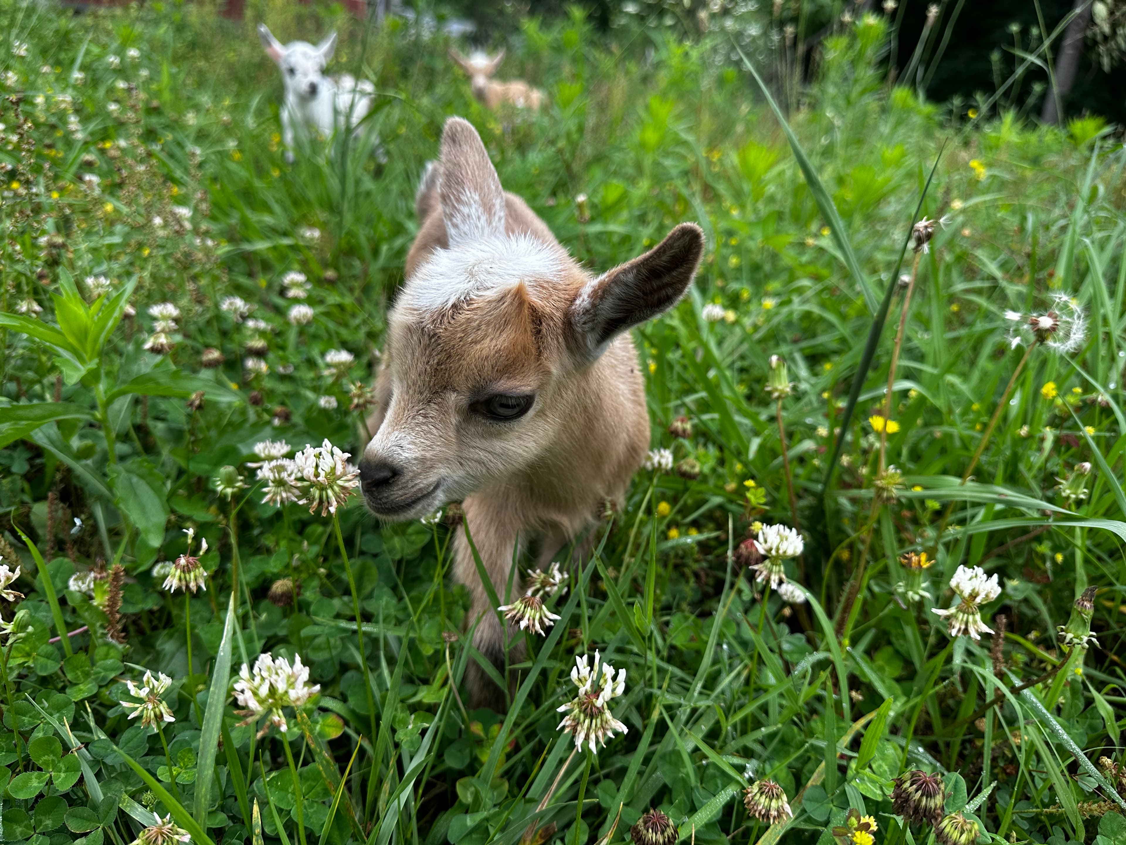 A tan goat kid standing in clover