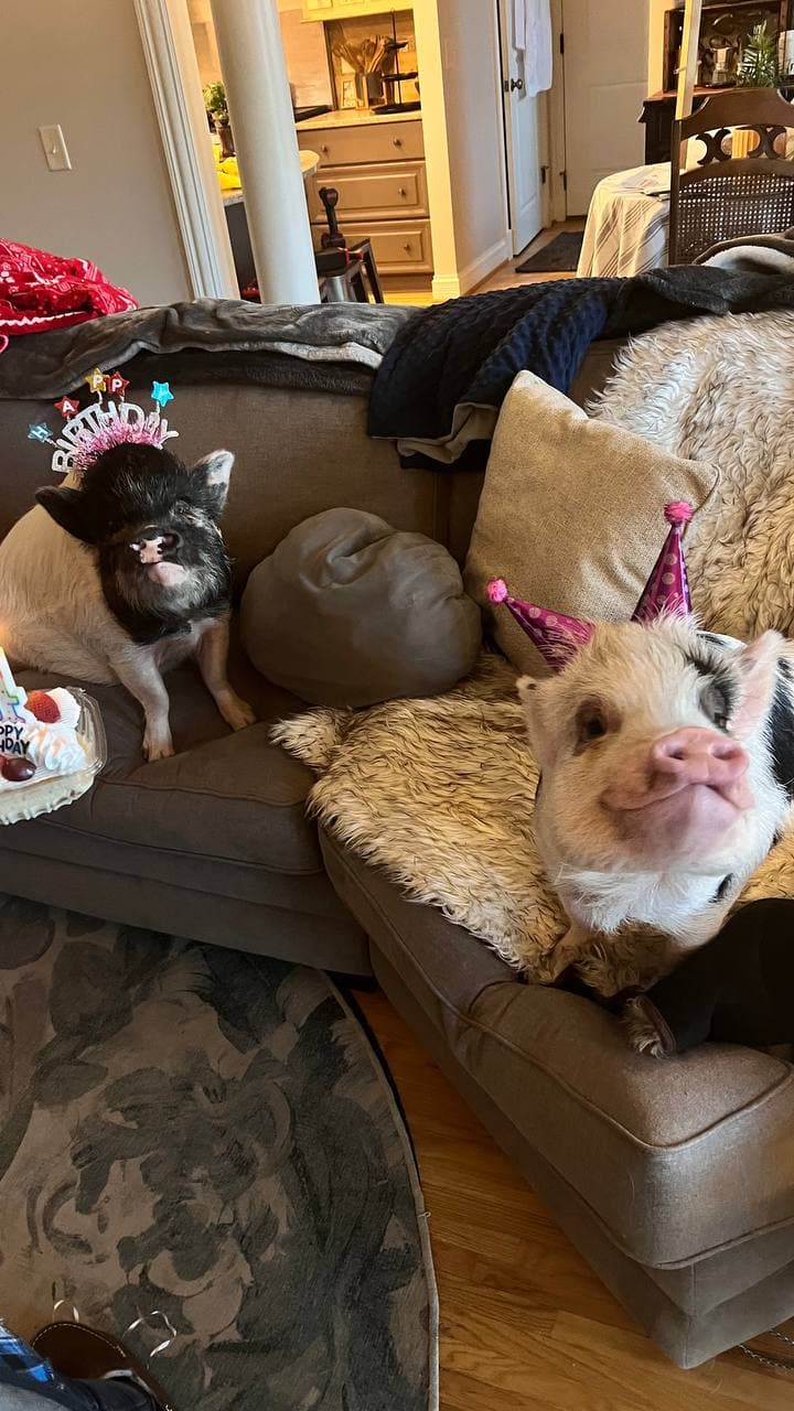 Clementine and Hazel in birthday hats on the couch with a cake