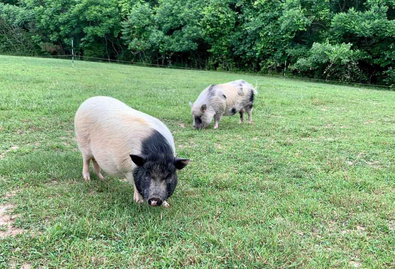 Hazel the pot-belly pig nose-to-nose with Teddy the cat on the hardwood floor
