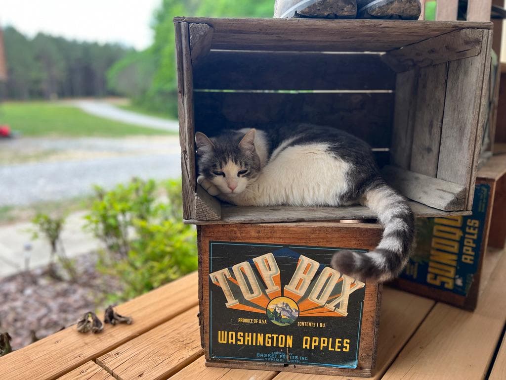 Teddy the cat on the apple crate on the porch