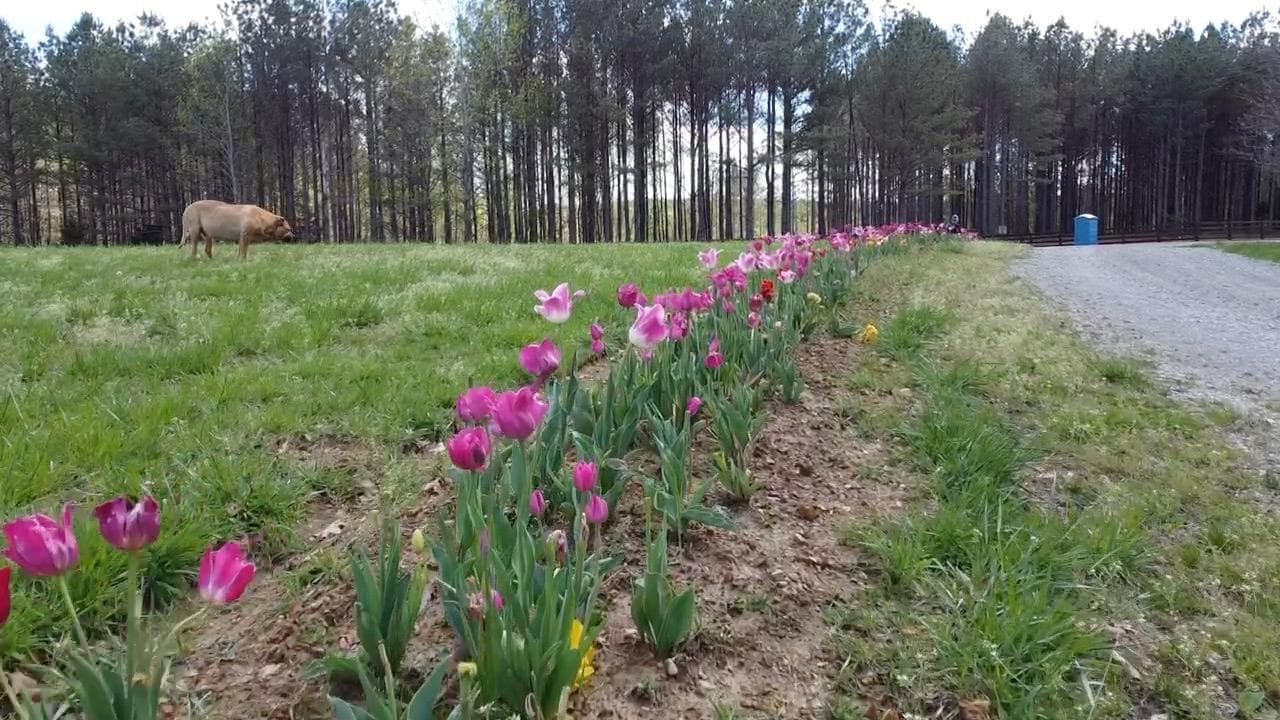 Tulips lining the driveway at Forevermore Farm with a pig in the background