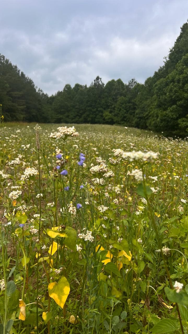 Wildflower meadow filling the bowl at Forevermore Farm