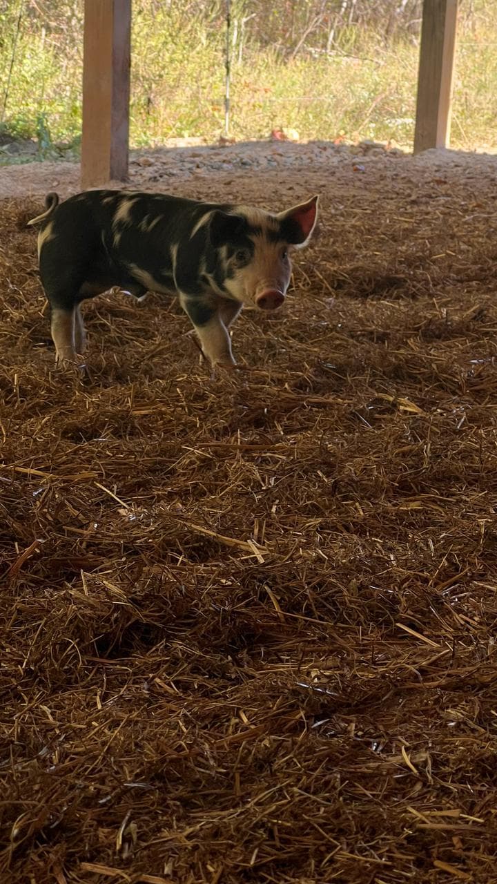 Heritage Berkshire piglet posing in the shelter