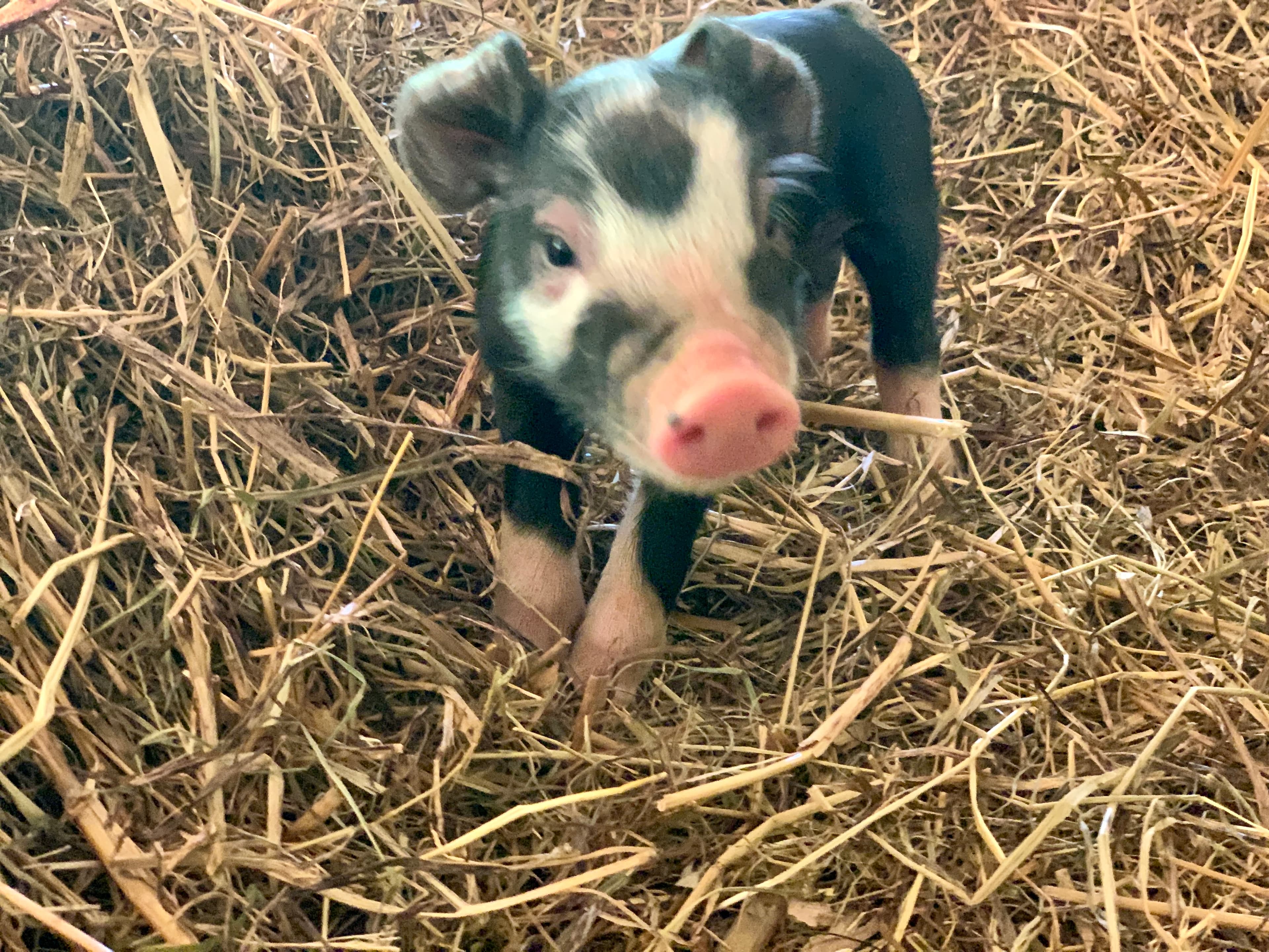 A piglet standing on the straw and looking up