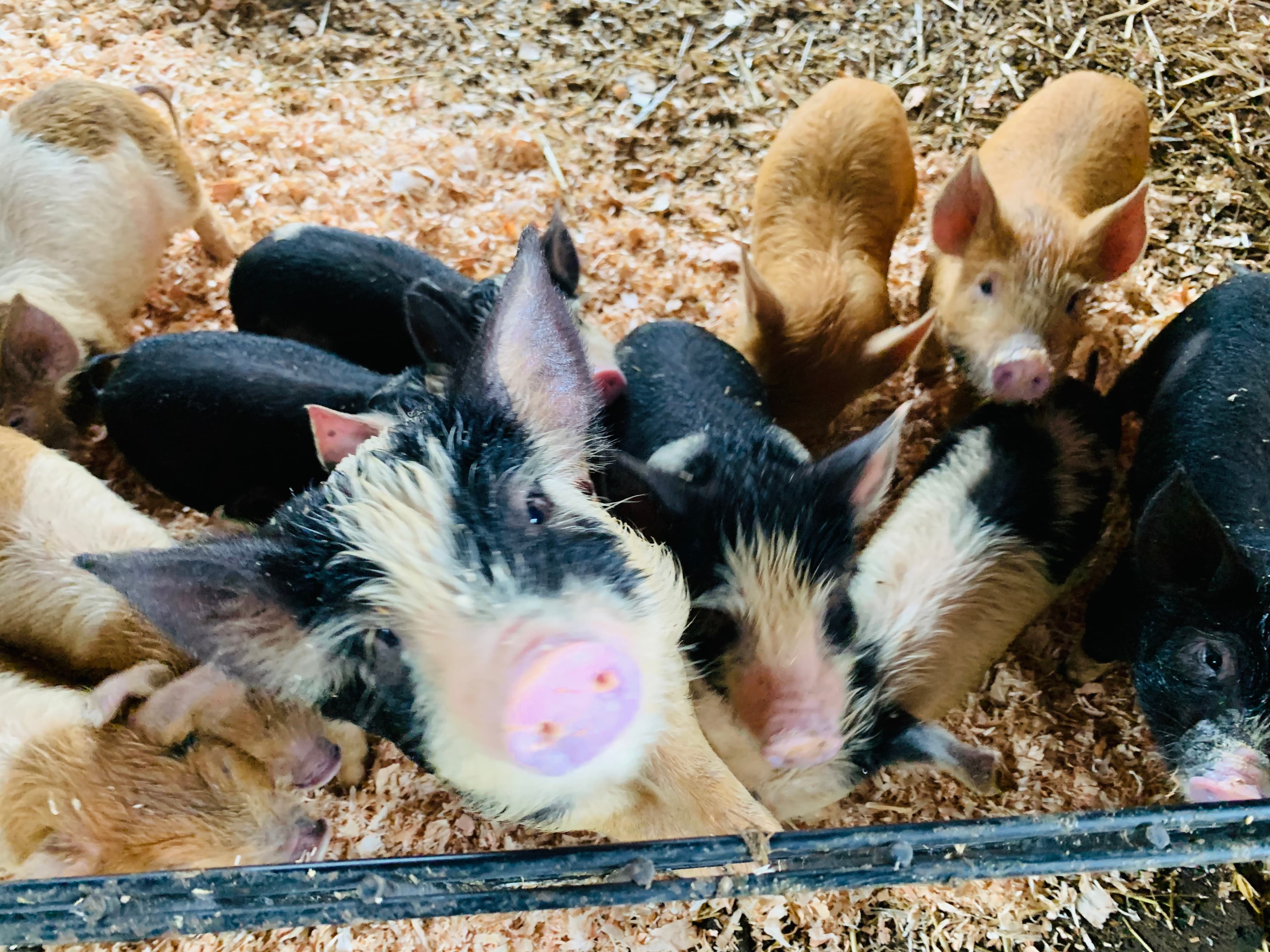 Piglets gathered around the feed trough