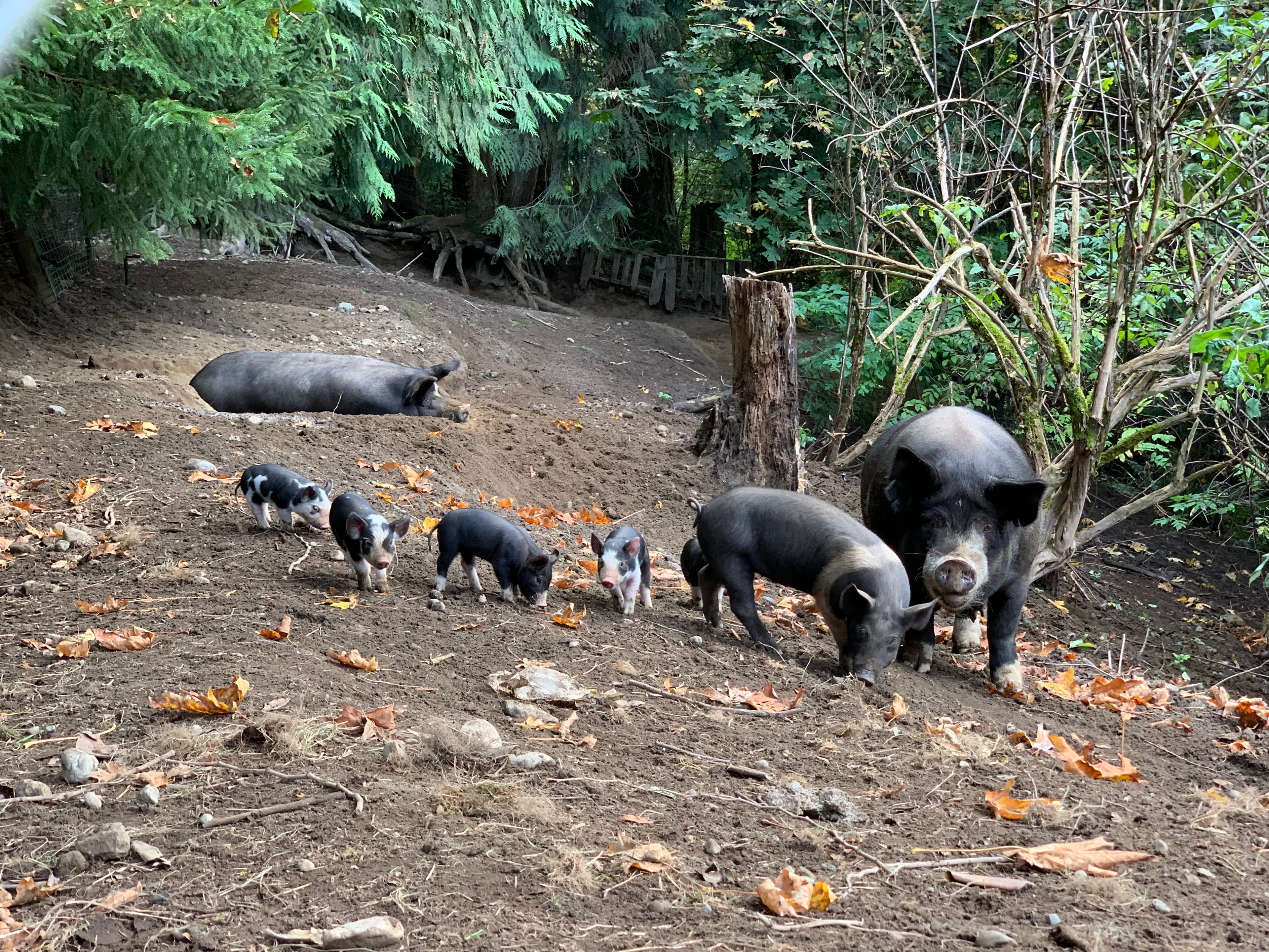 Pigs walking through the wooded pen at Forevermore Farm