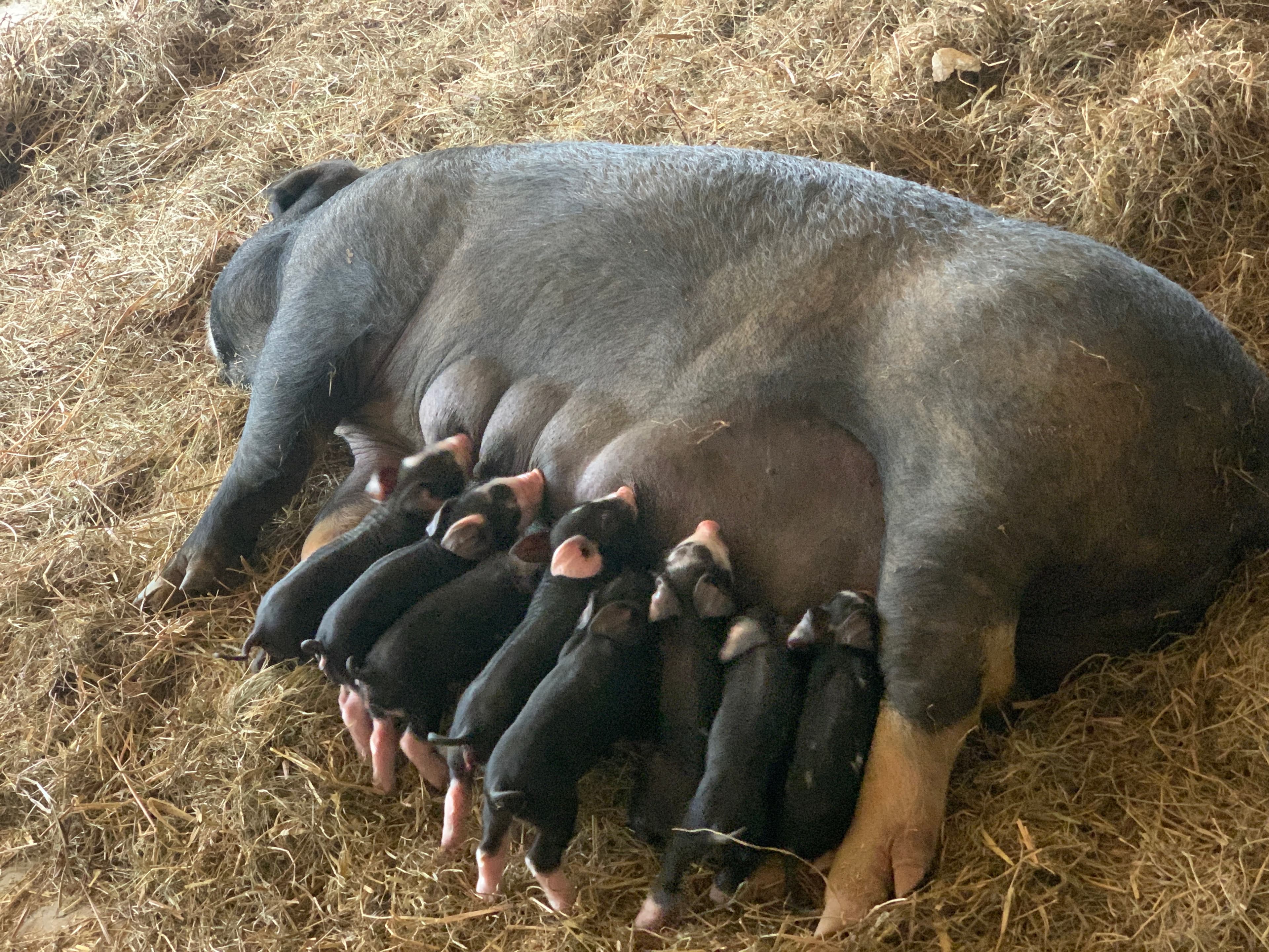 A sow nursing her piglets on fresh hay