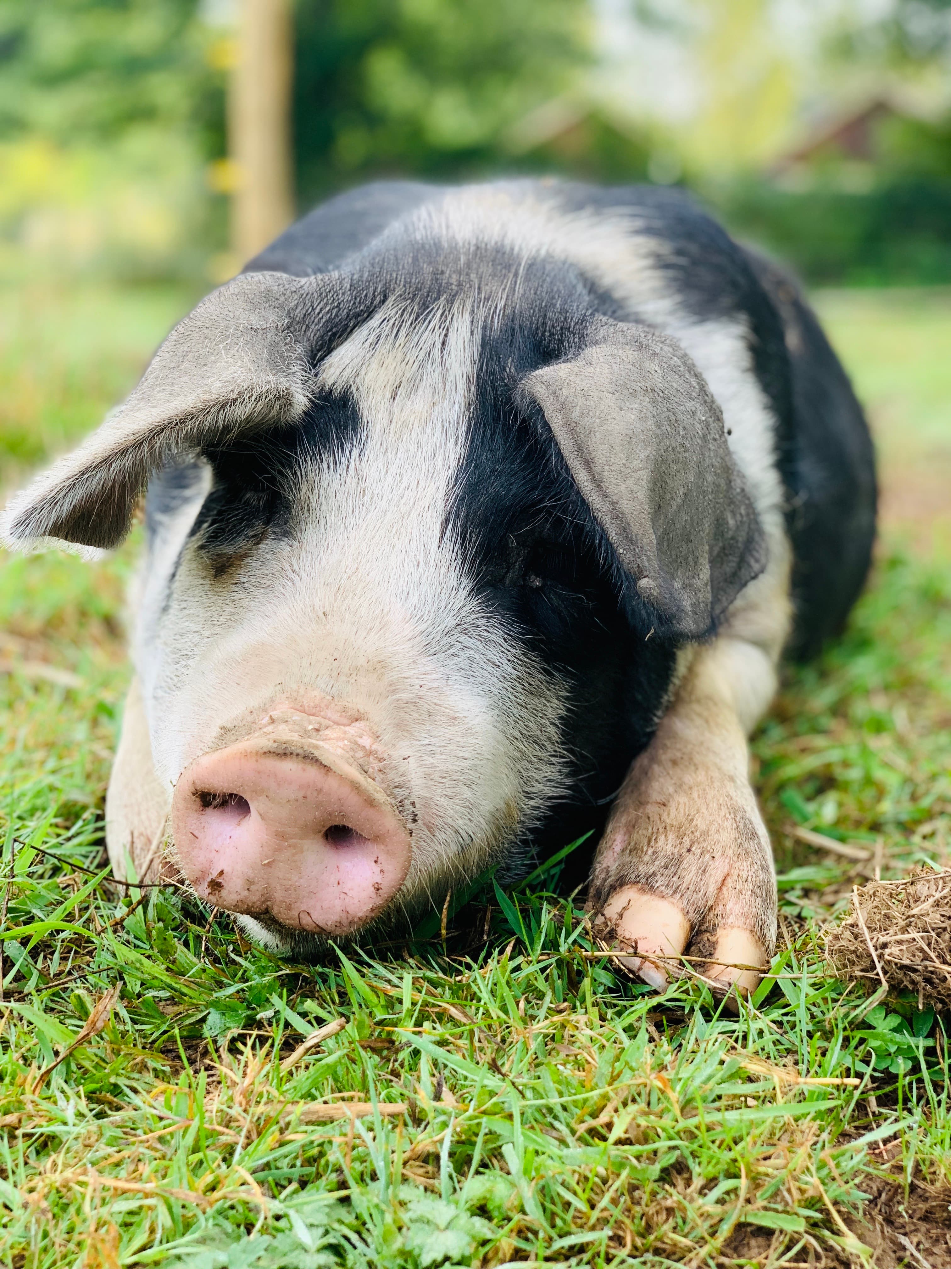A spotted pig in a close portrait