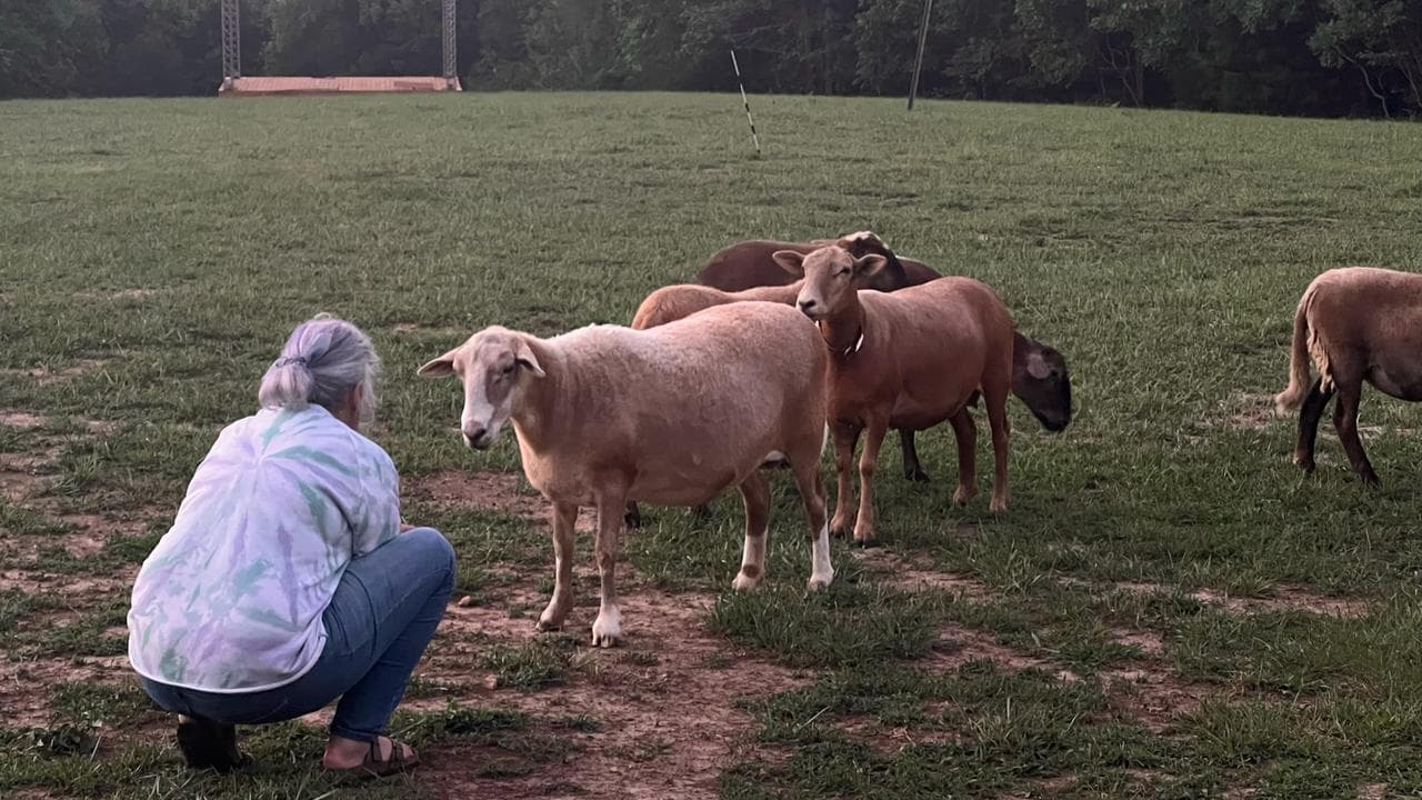 Concetta with sheep at Forevermore Farm