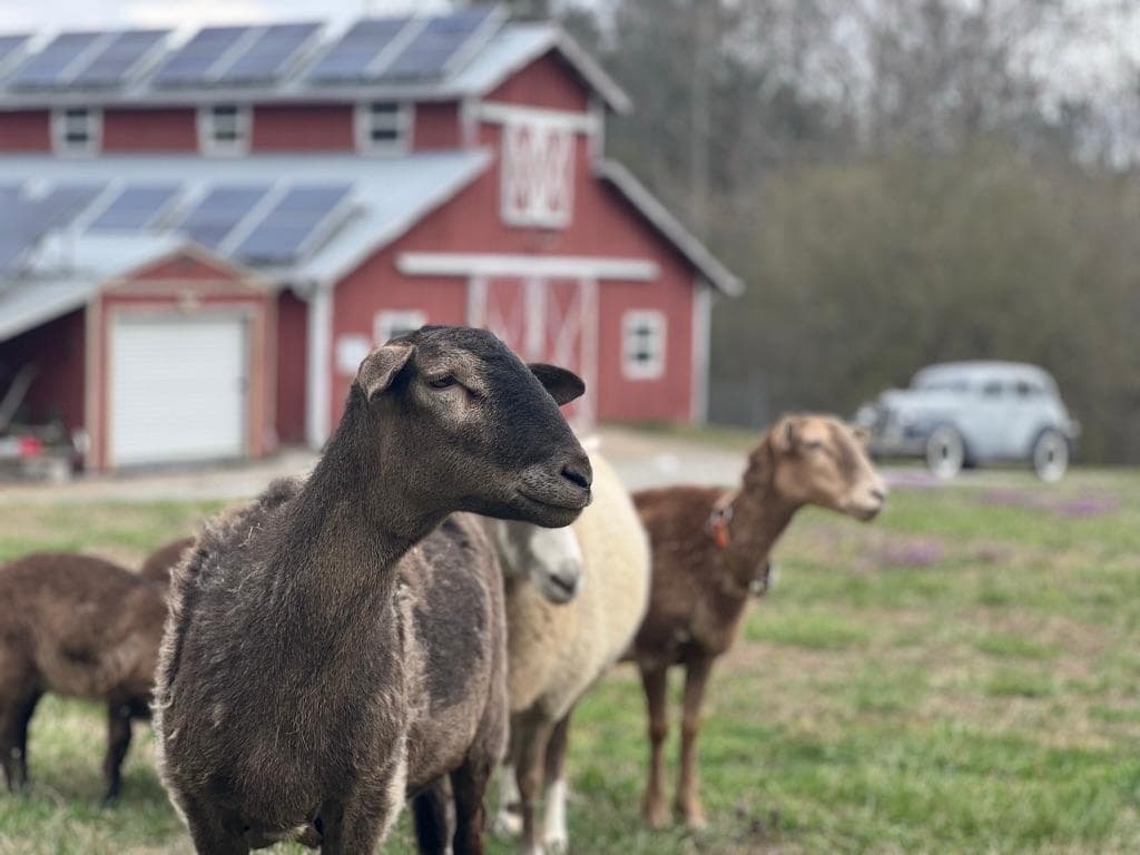The solar barn at Forevermore Farm with sheep