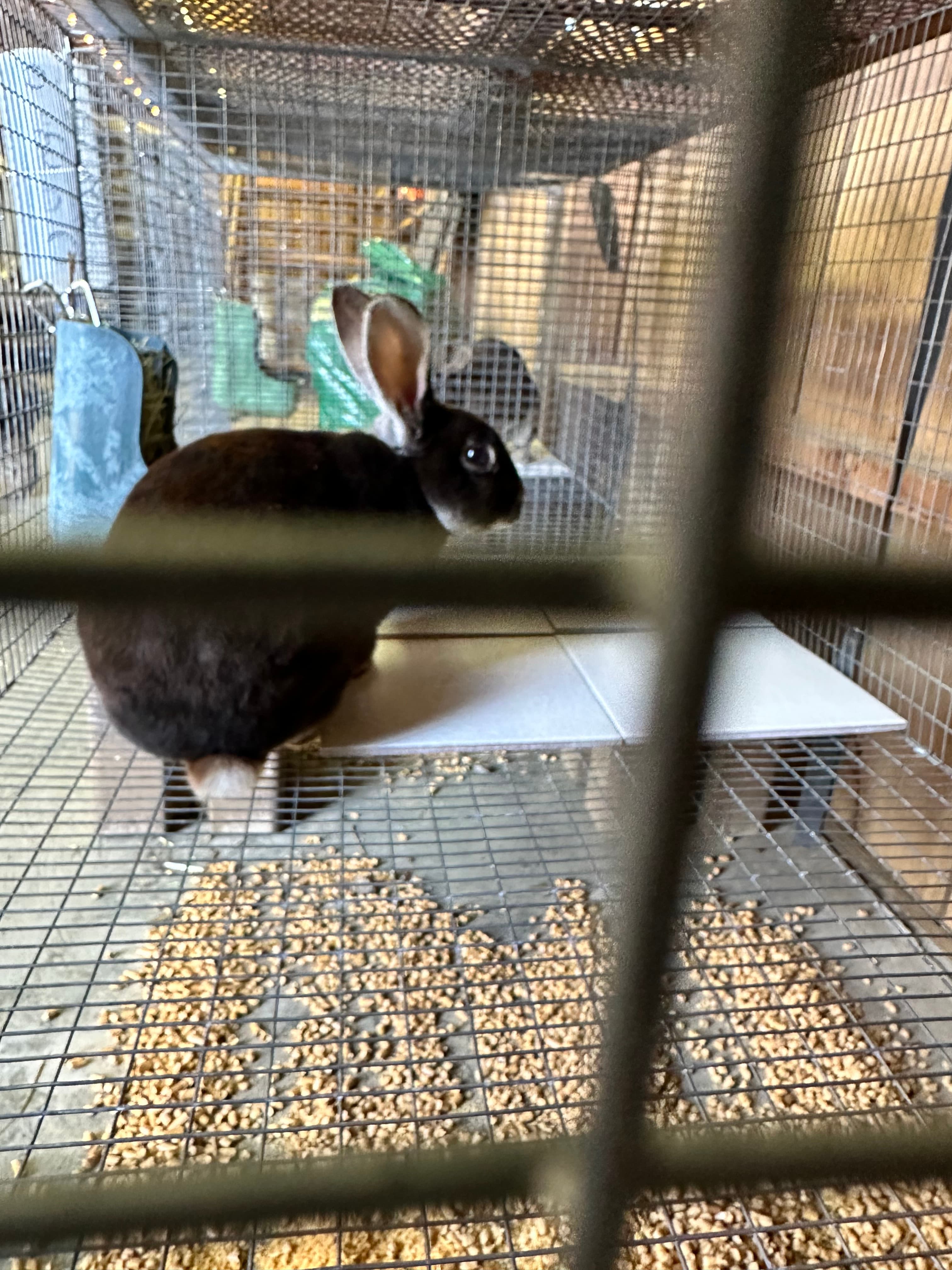 A black Standard Rex rabbit standing in a wire cage