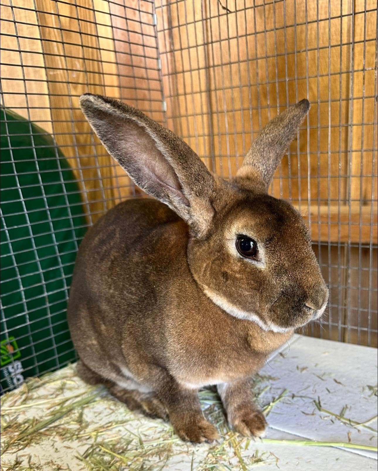 A brown Standard Rex rabbit in a close portrait