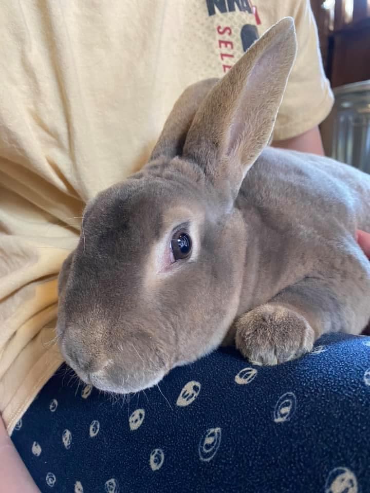A gray Standard Rex rabbit sitting on someone's lap