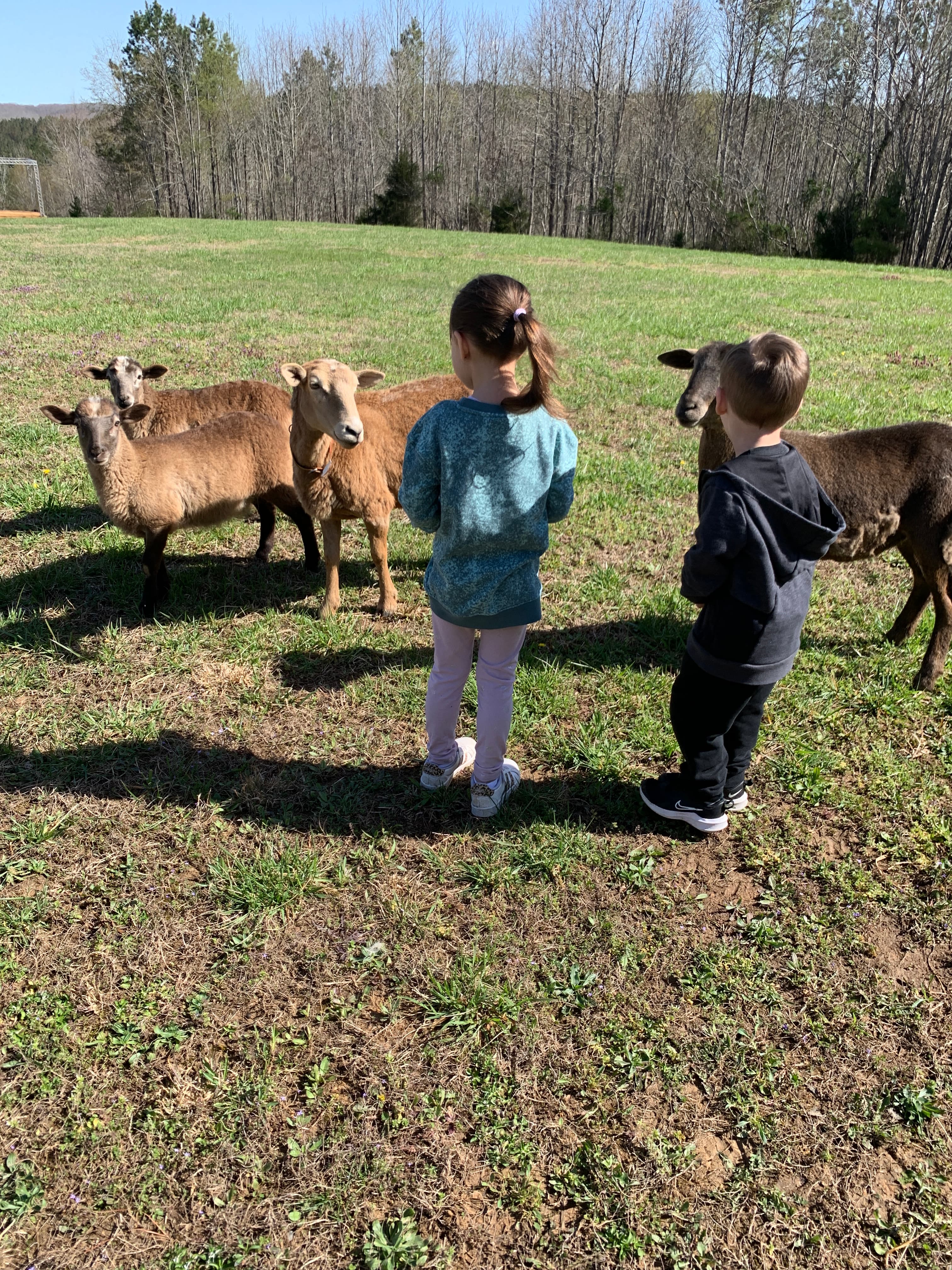 Children meeting Katahdin sheep in a grassy pasture