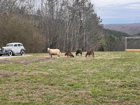 Katahdin sheep grazing near a vintage car in the field
