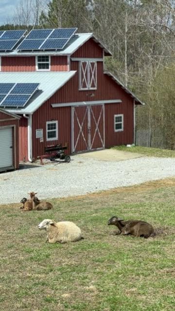 Katahdin sheep near the barn and solar panels