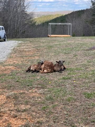 Sheep gathered near the stage and VW bus